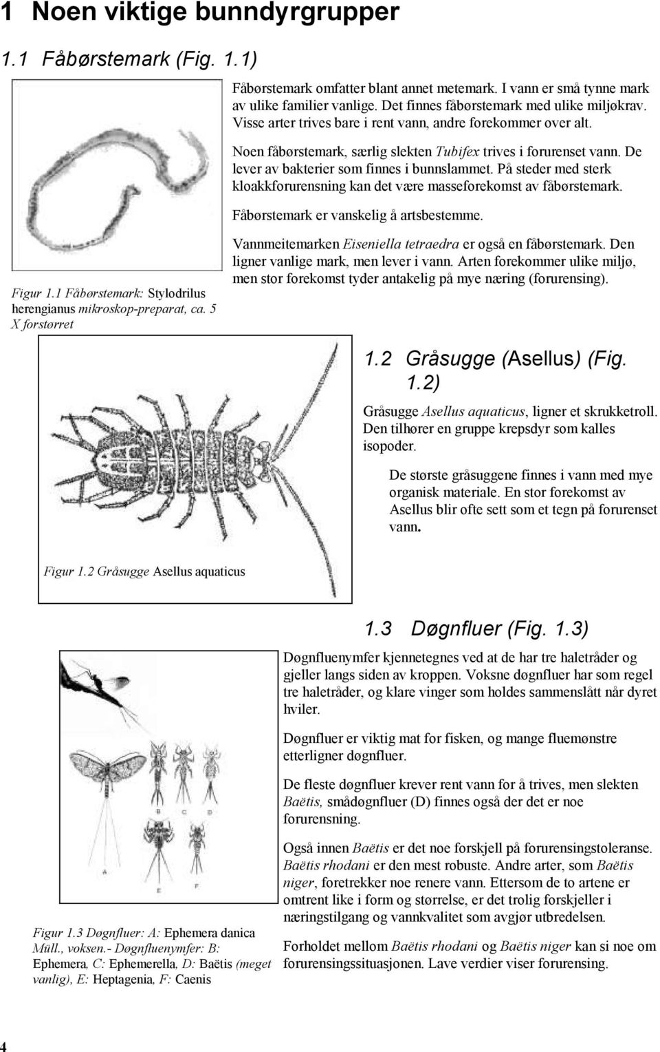 På steder med sterk kloakkforurensning kan det være masseforekomst av fåbørstemark. Fåbørstemark er vanskelig å artsbestemme. Figur 1.1 Fåbørstemark: Stylodrilus herengianus mikroskop-preparat, ca.