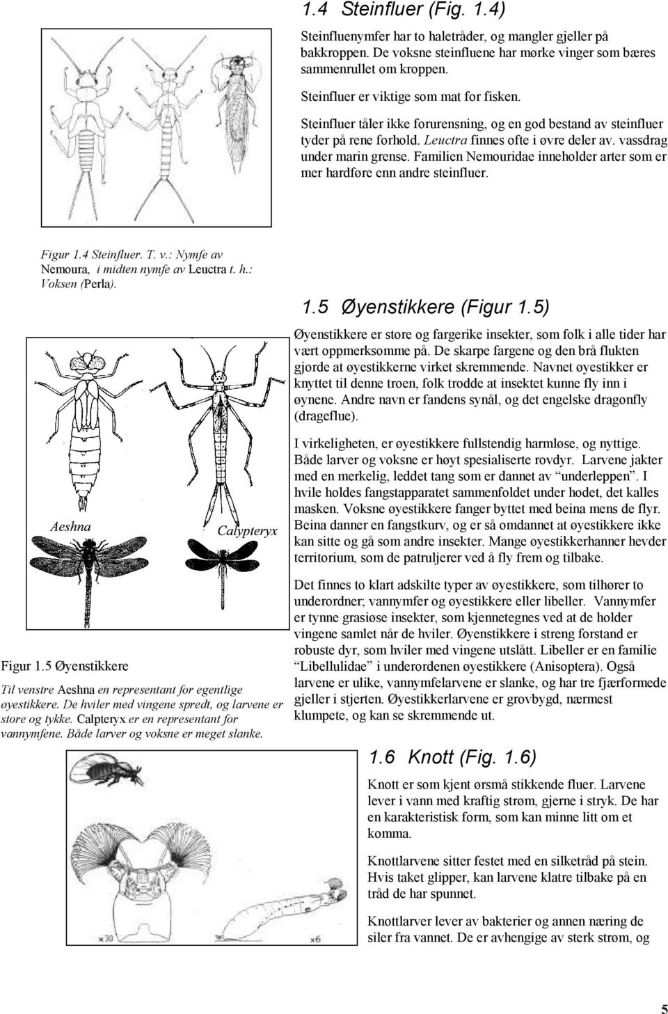 Familien Nemouridae inneholder arter som er mer hardføre enn andre steinfluer. Figur 1.4 Steinfluer. T. v.: Nymfe av Nemoura, i midten nymfe av Leuctra t. h.: Voksen (Perla). 1.5 Øyenstikkere (Figur 1.