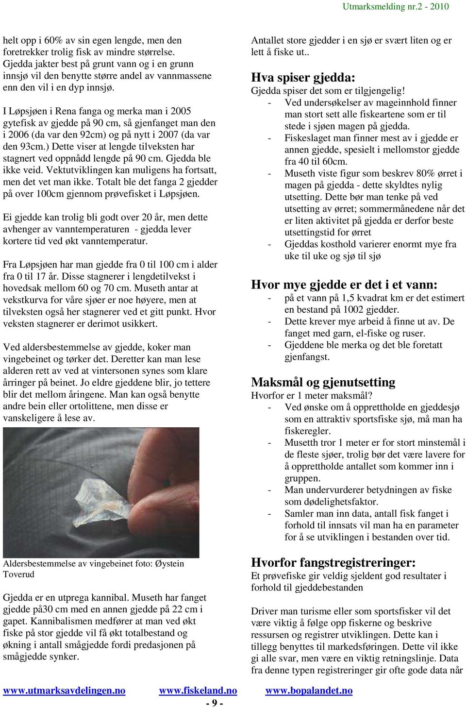 I Løpsjøen i Rena fanga og merka man i 2005 gytefisk av gjedde på 90 cm, så gjenfanget man den i 2006 (da var den 92cm) og på nytt i 2007 (da var den 93cm.