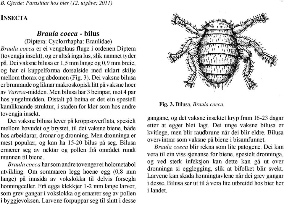 Dei vaksne bilusa er 1,5 mm lange og 0,9 mm breie, og har ei kuppelforma dorsalside med uklart skilje mellom thorax og abdomen (Fig. 3).