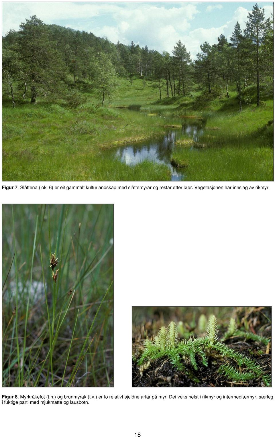 Vegetasjonen har innslag av rikmyr. Figur 8. Myrkråkefot (t.h.) og brunmyrak (t.