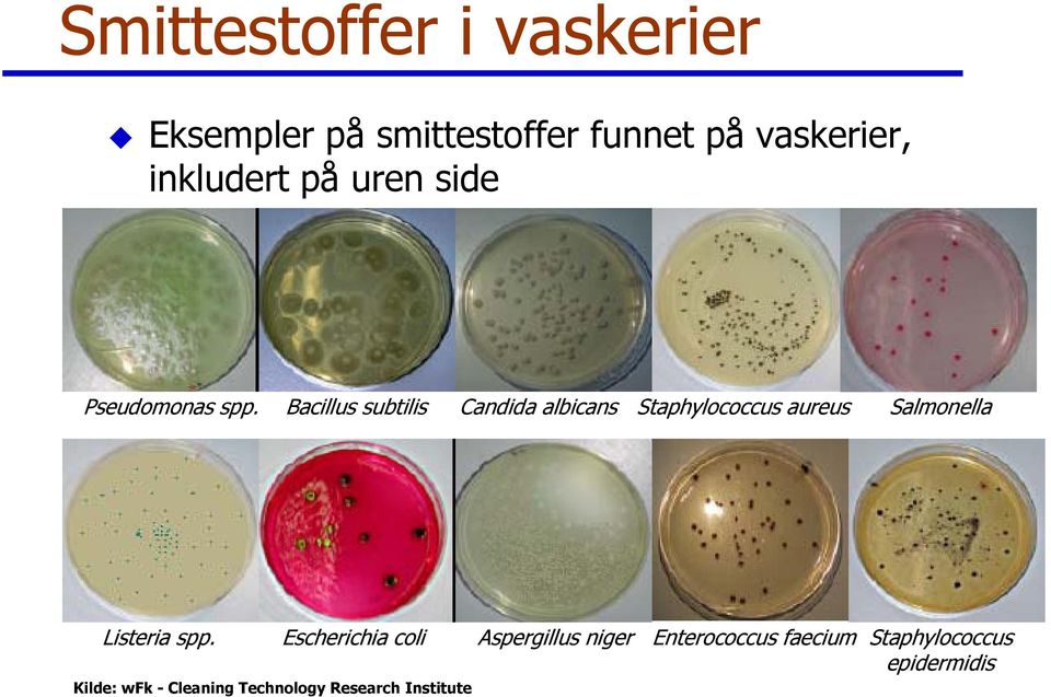 Bacillus subtilis Candida albicans Staphylococcus aureus Salmonella Listeria spp.