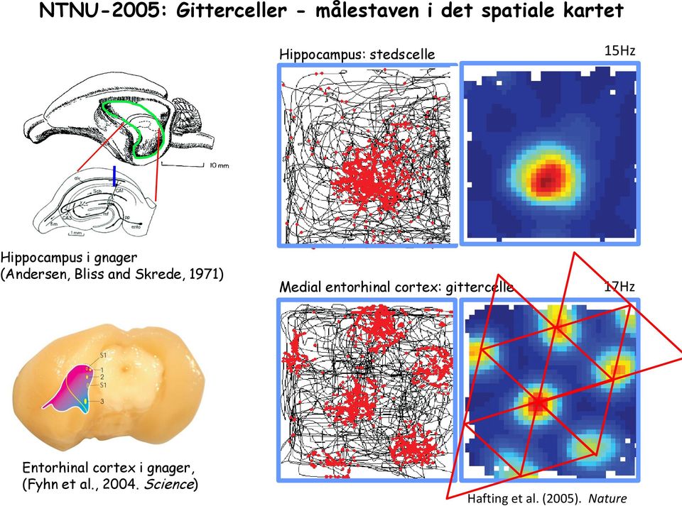 and Skrede, 1971) Medial entorhinal cortex: gittercelle 17Hz