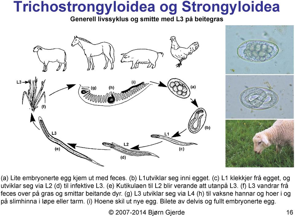 (e) Kutikulaen til L2 blir verande att utanpå L3. (f) L3 vandrar frå feces over på gras og smittar beitande dyr.