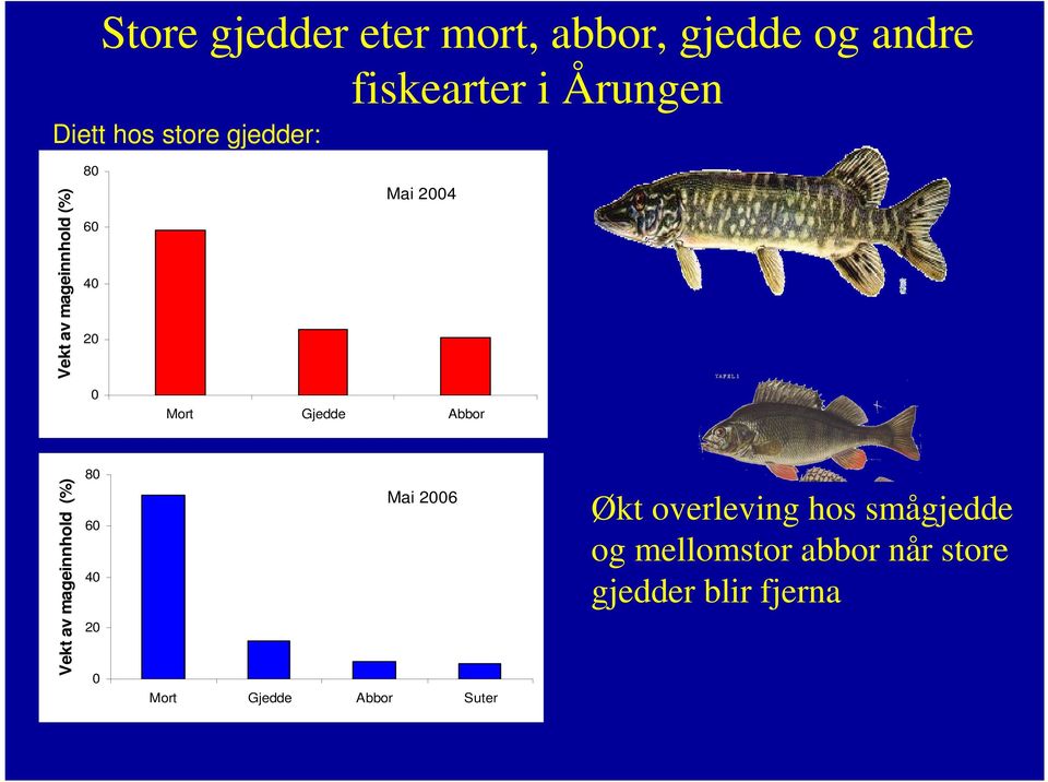 Gjedde Abbor Vekt av mageinnhold (%) 8 6 4 2 Mai 26 Mort Gjedde Abbor