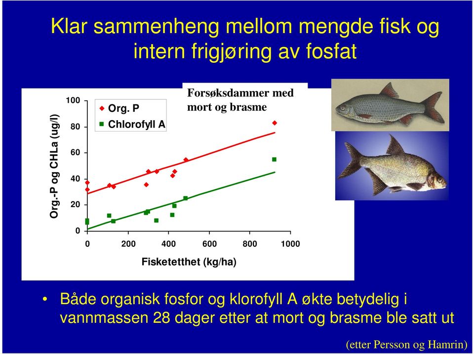 P Chlorofyll A Forsøksdammer med mort og brasme 2 4 6 8 1 Fisketetthet (kg/ha)