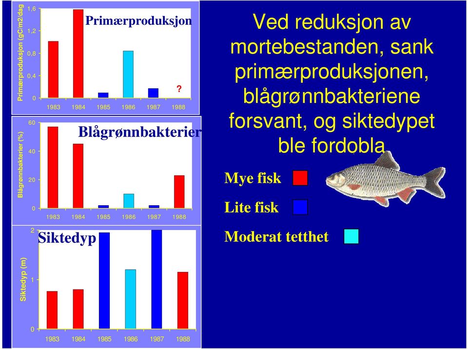 Ved reduksjon av mortebestanden, sank primærproduksjonen, blågrønnbakteriene forsvant, og