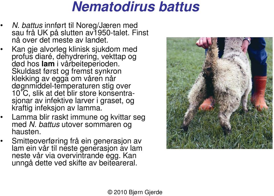 Skuldast først og fremst synkron klekking av egga om våren når døgnmiddel-temperaturen stig over 10 C, slik at det blir store konsentrasjonar av infektive larver i