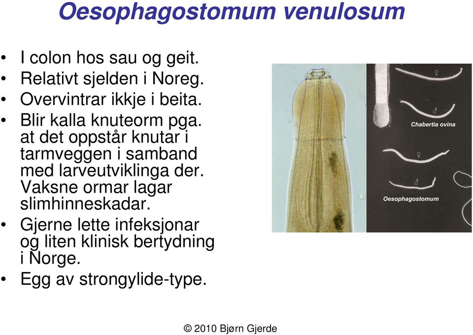 at det oppstår knutar i tarmveggen i samband med larveutviklinga der.