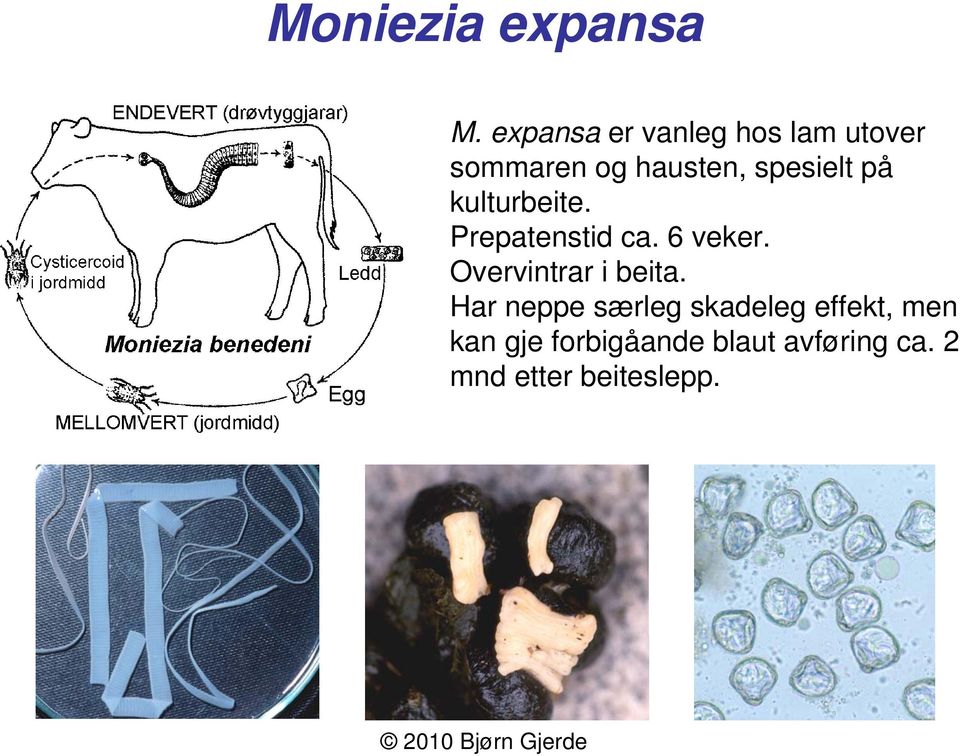 spesielt på kulturbeite. Prepatenstid ca. 6 veker.