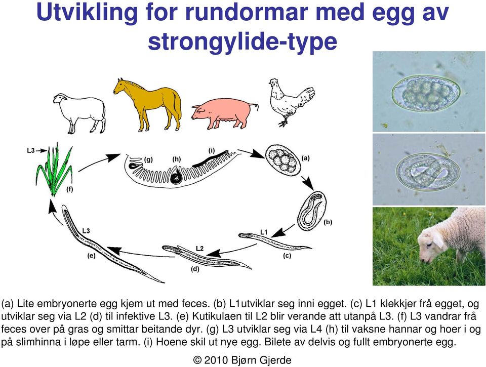 (e) Kutikulaen til L2 blir verande att utanpå L3. (f) L3 vandrar frå feces over på gras og smittar beitande dyr.