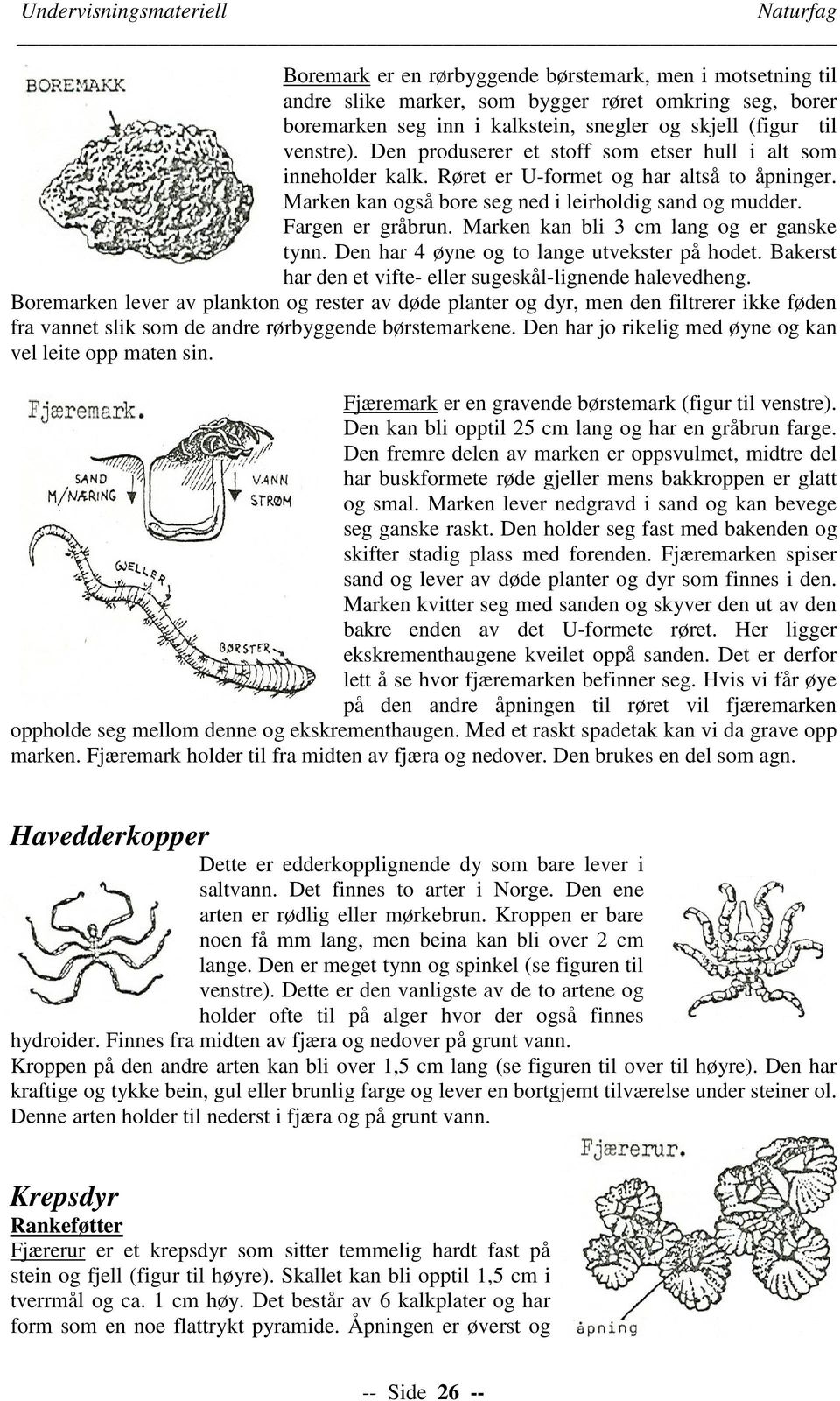 Fargen er gråbrun. Marken kan bli 3 cm lang og er ganske tynn. Den har 4 øyne og to lange utvekster på hodet. Bakerst har den et vifte- eller sugeskål-lignende halevedheng.