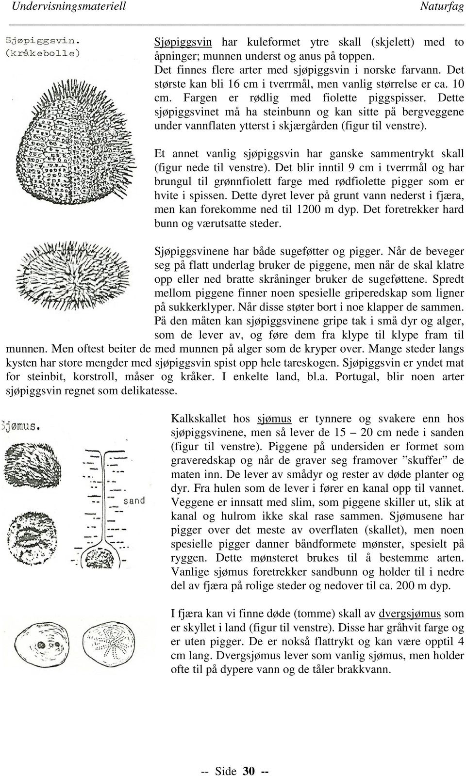 Dette sjøpiggsvinet må ha steinbunn og kan sitte på bergveggene under vannflaten ytterst i skjærgården (figur til venstre).