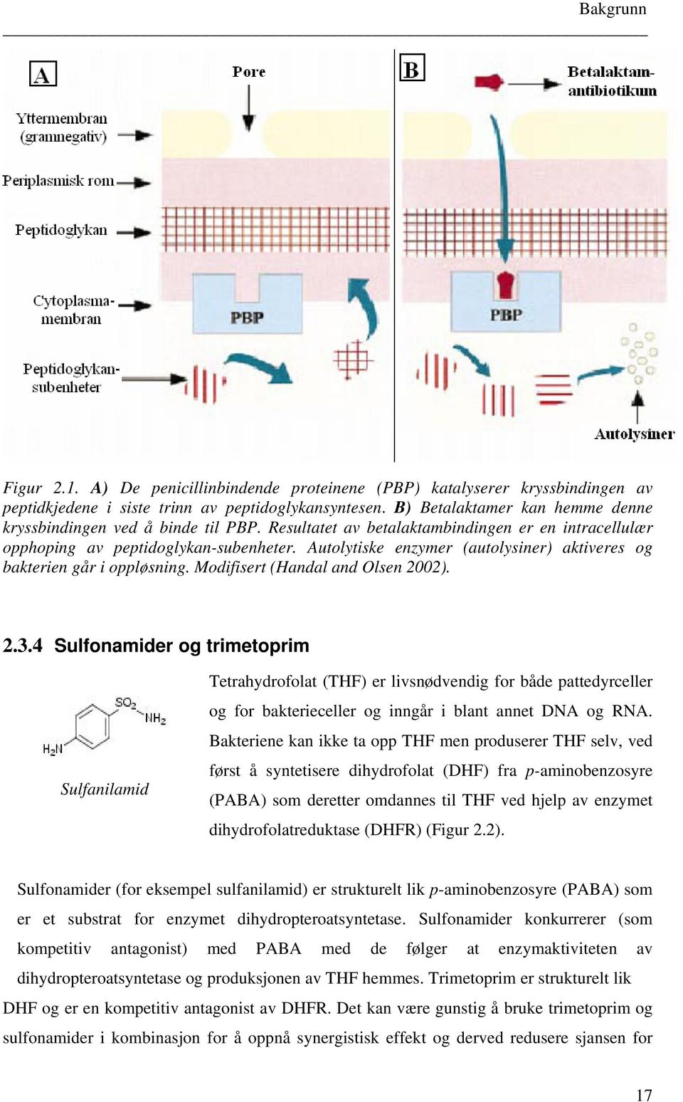 Autolytiske enzymer (autolysiner) aktiveres og bakterien går i oppløsning. Modifisert (Handal and Olsen 2002). 2.3.