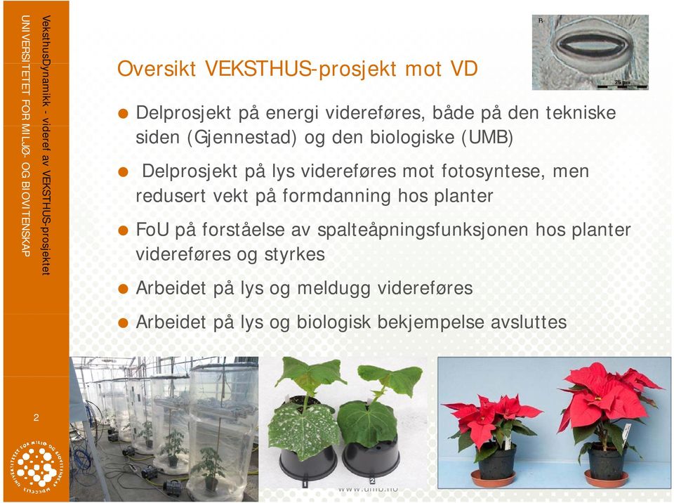 redusert vekt på formdanning hos planter FoU på forståelse av spalteåpningsfunksjonen hos planter