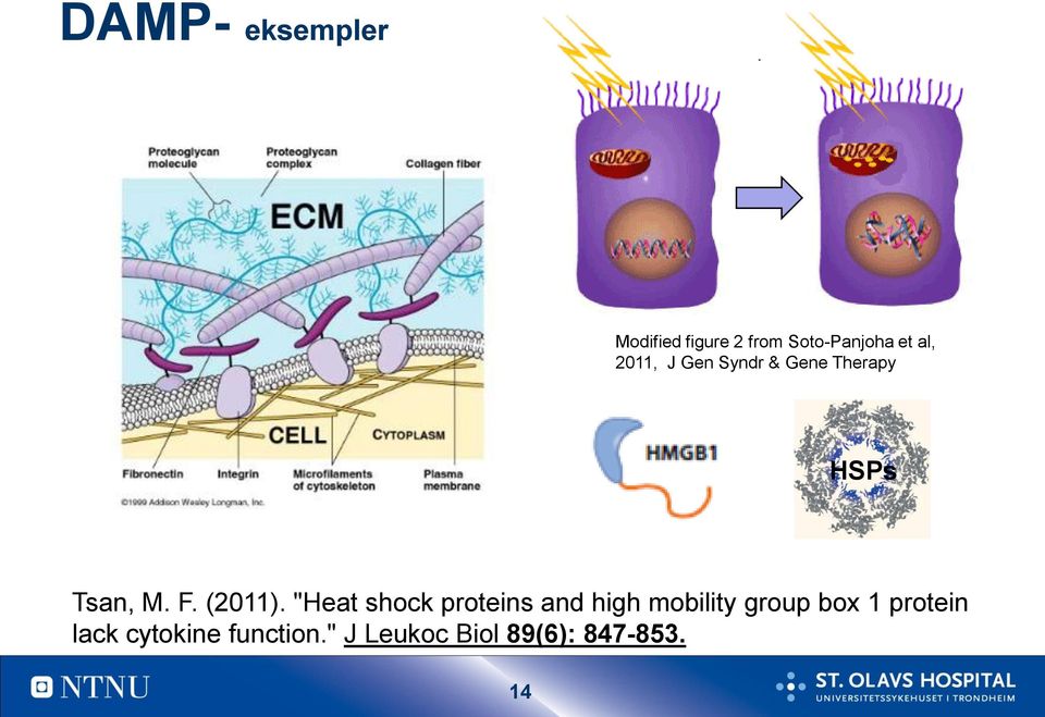 "Heat shock proteins and high mobility group box 1 protein