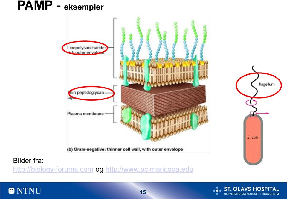 http://biology-forums.