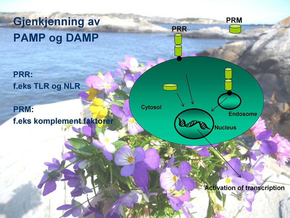 eks komplement faktorer Cytosol