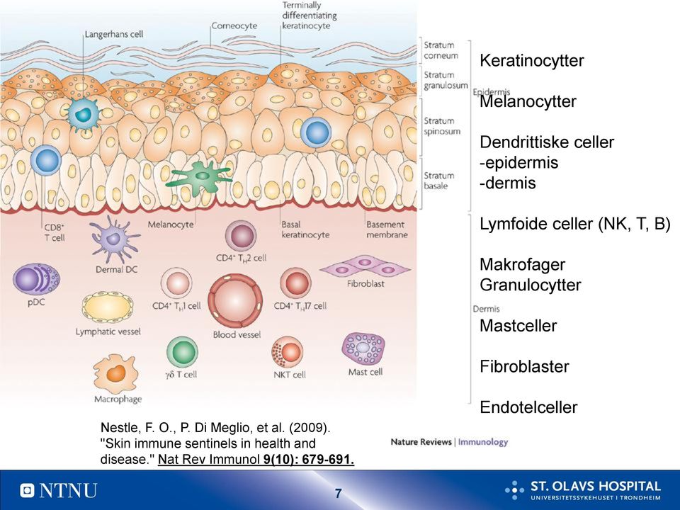 Fibroblaster Nestle, F. O., P. Di Meglio, et al. (2009).