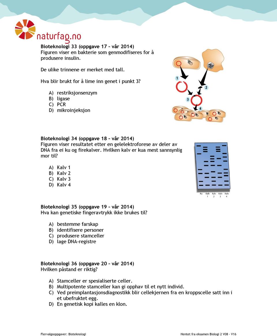 Hvilken kalv er kua mest sannsynlig mor til? A) Kalv 1 B) Kalv 2 C) Kalv 3 D) Kalv 4 Bioteknologi 35 (oppgave 19 vår 2014) Hva kan genetiske fingeravtrykk ikke brukes til?