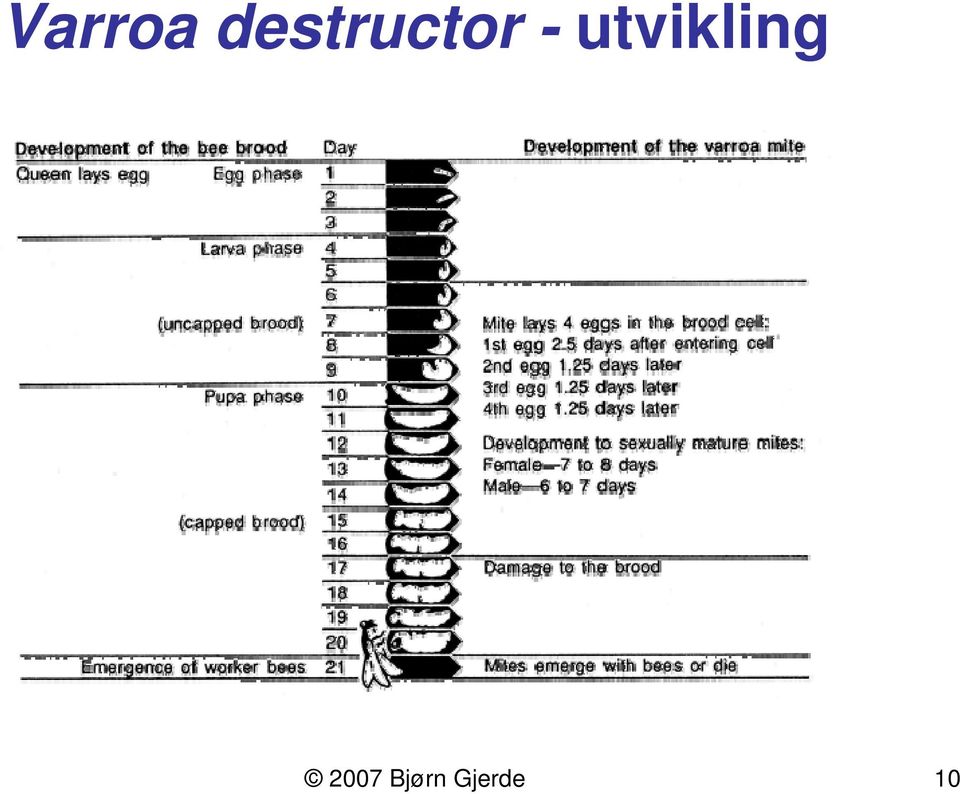 utvikling