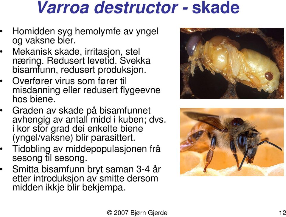 Graden av skade på bisamfunnet avhengig av antall midd i kuben; dvs. i kor stor grad dei enkelte biene (yngel/vaksne) blir parasittert.