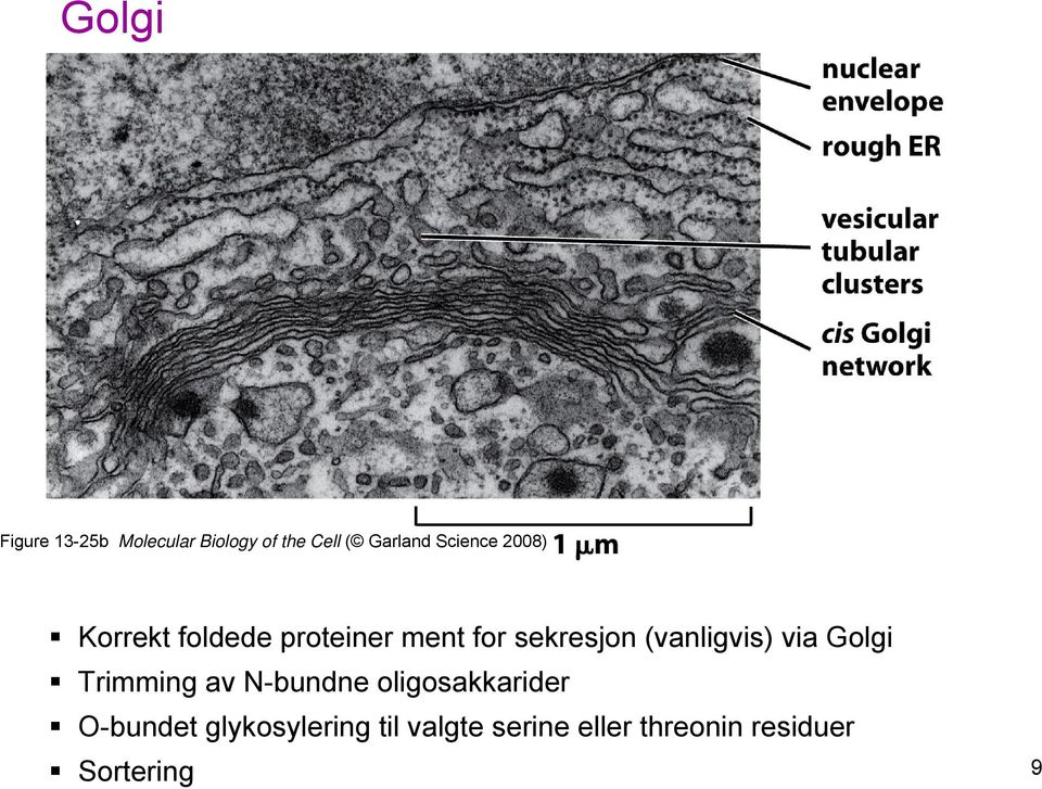 (vanligvis) via Golgi Trimming av N-bundne oligosakkarider