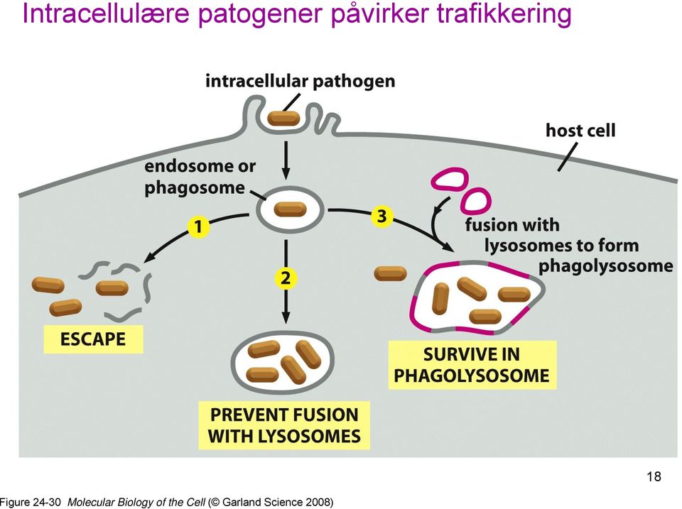 Figure 24-30 Molecular