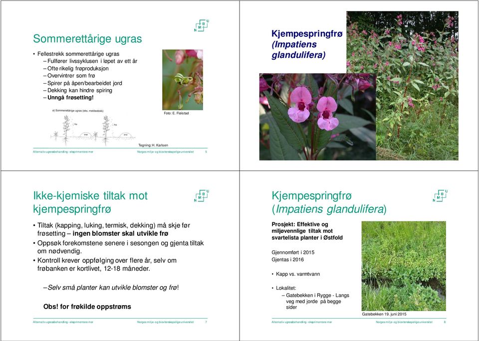 Karlsen Alternativ ugressbehandling -eksprimentere mer Norges miljø-og biovitenskapelige universitet 5 Alternativ ugressbehandling -eksprimentere mer Norges miljø-og biovitenskapelige universitet 6