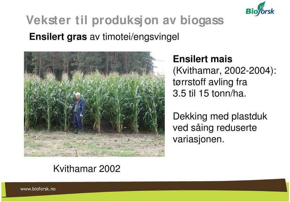 2002-2004): tørrstoff avling fra 3.5 til 15 tonn/ha.