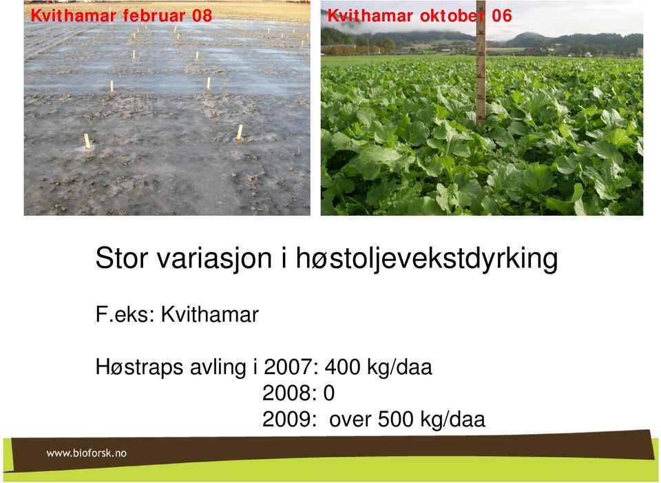 F.eks: Kvithamar Høstraps avling i 2007: