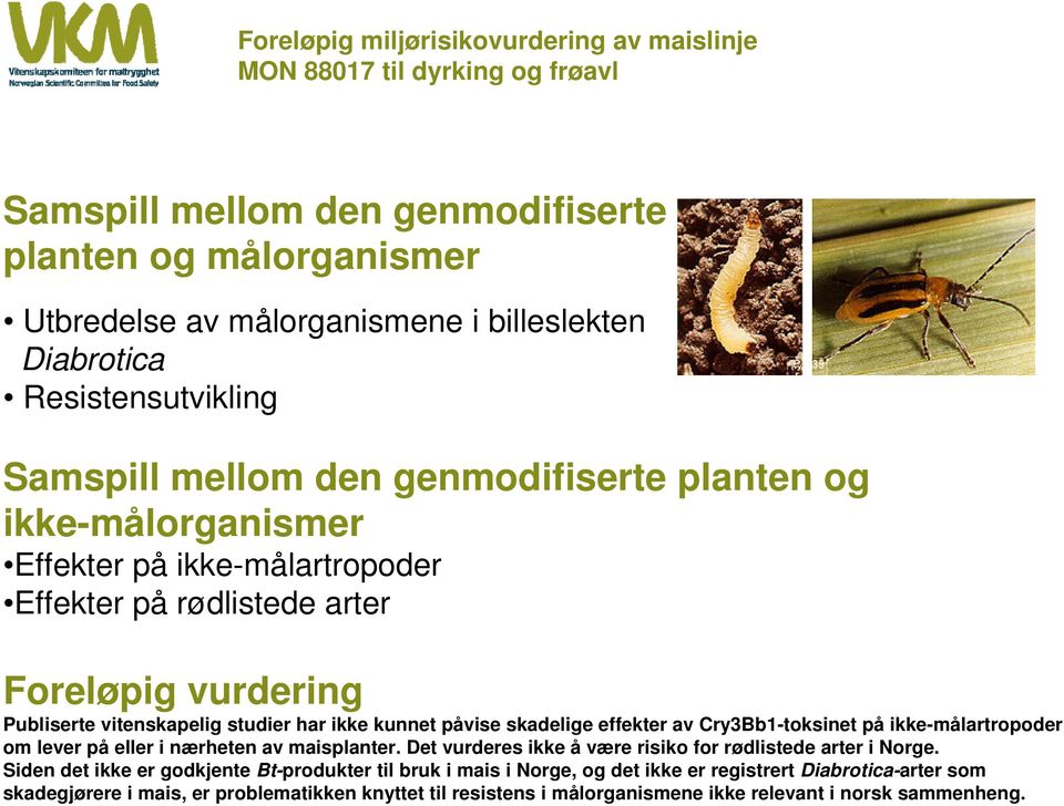 har ikke kunnet påvise skadelige effekter av Cry3Bb1-toksinet på ikke-målartropoder om lever på eller i nærheten av maisplanter. Det vurderes ikke å være risiko for rødlistede arter i Norge.