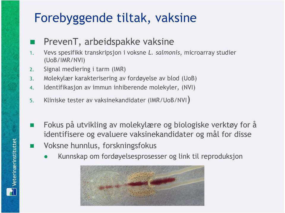 Identifikasjon av immun inhiberende molekyler, (NVI) 5. Kliniske tester av vaksinekandidater (IMR/UoB/NVI) 2. 3.