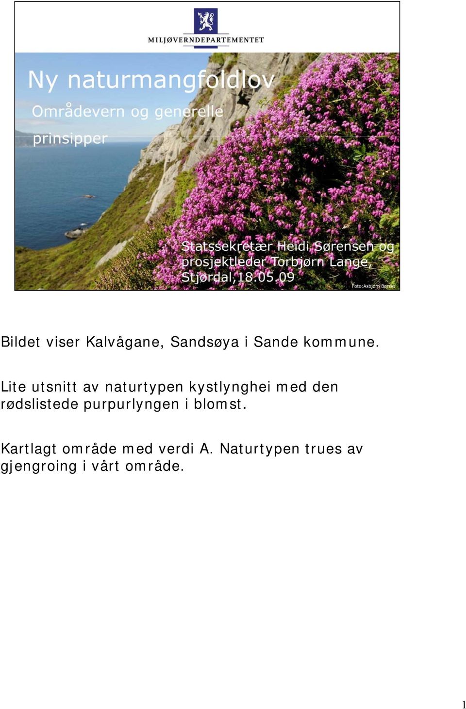 rødslistede purpurlyngen i blomst.