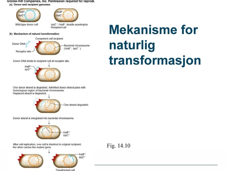 naturlig