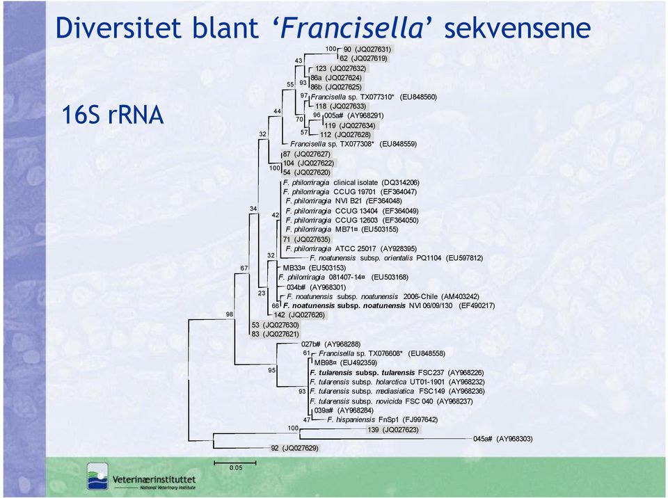 philomiragia clinical isolate (DQ314206) F. philomiragia CCUG 19701 (EF364047) F. philomiragia NVI B21 (EF364048) 34 F. philomiragia CCUG 13404 (EF364049) 42 F. philomiragia CCUG 12603 (EF364050) F.