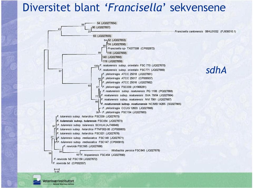 noatunensis subsp. orientalis FSC771 (JQ027669) F. philomiragia ATCC 25018 (JQ027661) 99 F. philomiragia ATCC 25017 (CP000937) F. philomiragia ATCC 25016 (JQ027662) 57 93 37 77 86 F.