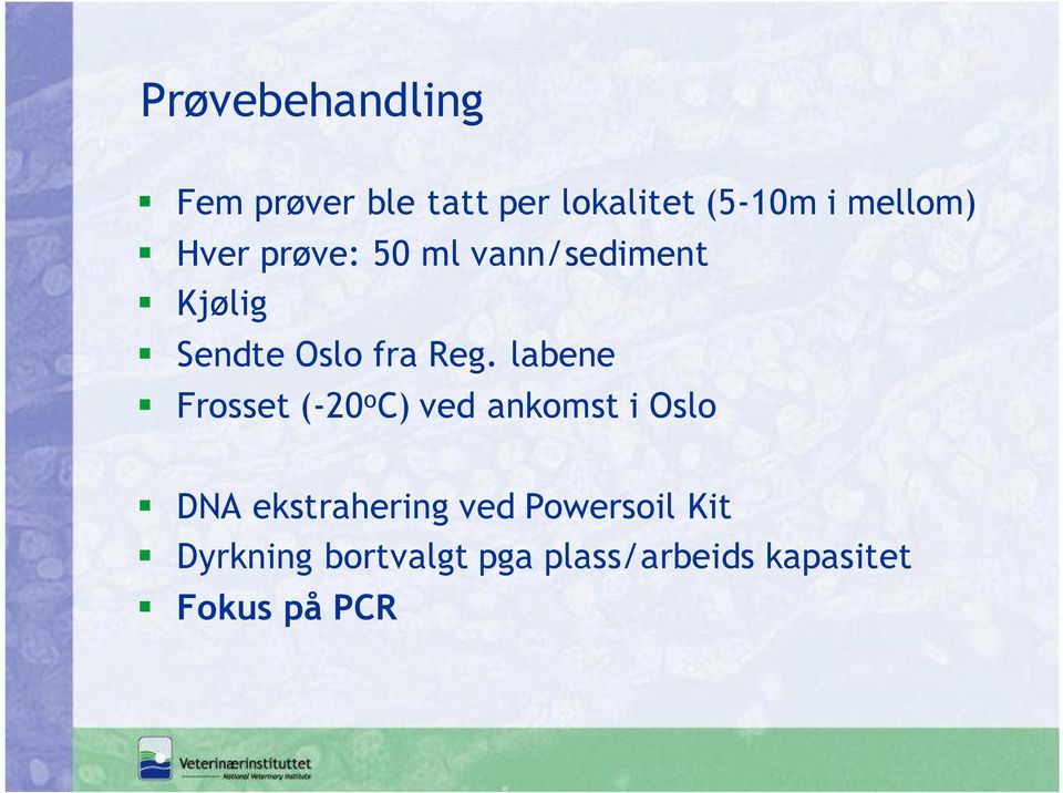 labene Frosset (-20 o C) ved ankomst i Oslo DNA ekstrahering ved