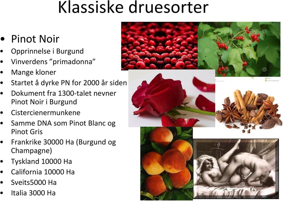 i Burgund Cistercienermunkene Samme DNA som Pinot Blanc og Pinot Gris Frankrike 30000