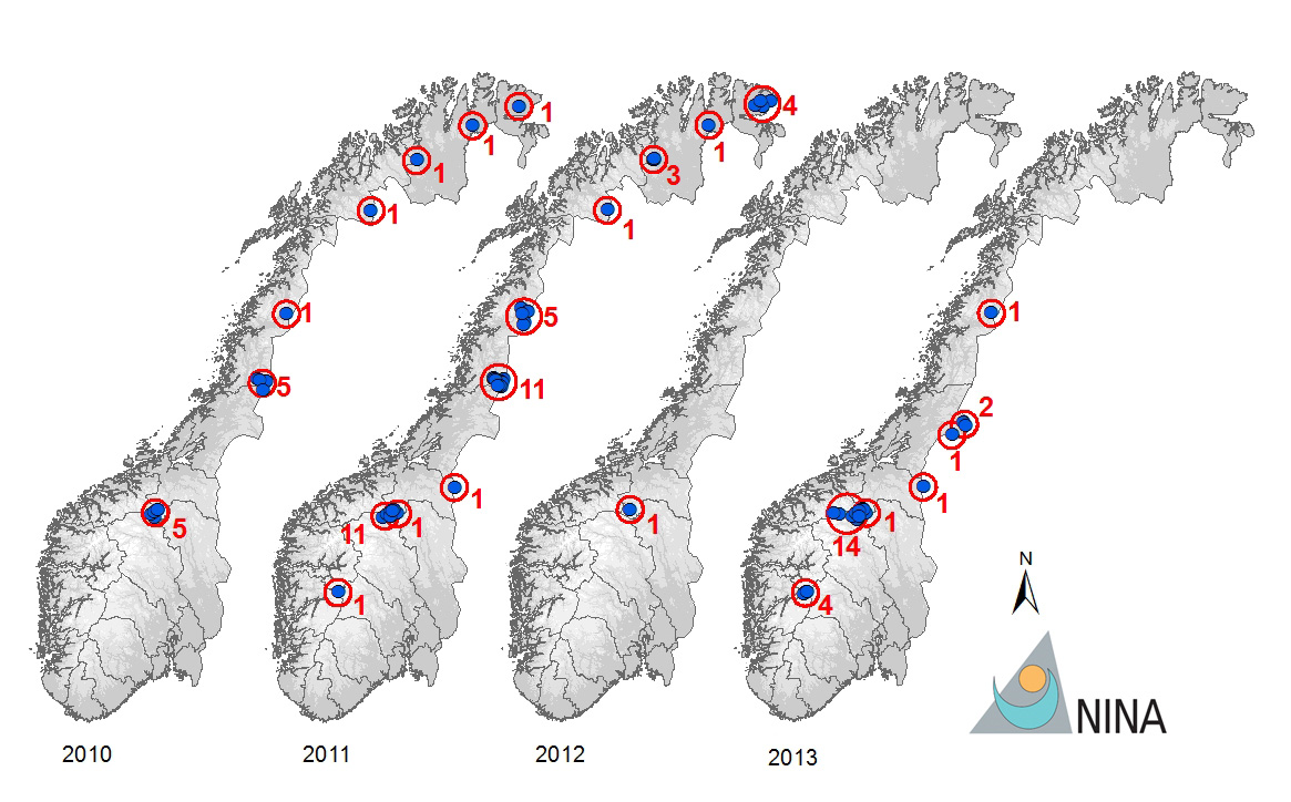4.1.2 Registrerte ynglinger I år ble det dokumentert 24 fjellrevynglinger i Norge. Det står i stor kontrast til fjorårets ene dokumenterte yngling i hele Norge (Figur 4, Tabell 2).