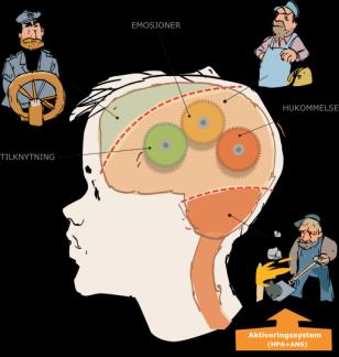 Kognitiv (fra 6 år) Opplæring/ pedagogikk Sosial (3-5 år) Emosjonell (0-2 år) Sosialisering- Oppdragelse Følelser Kaptein (Prefrontal Cortex) Den