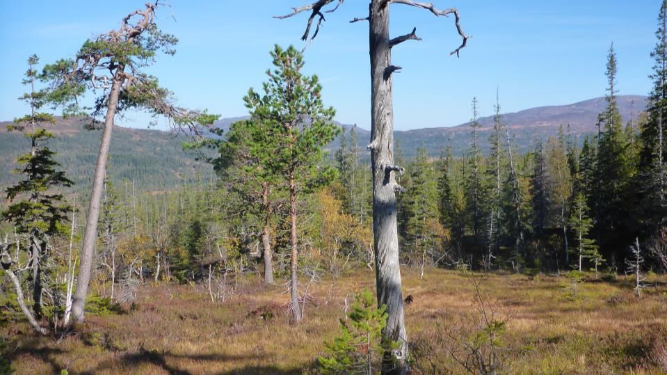 Dialogmøte Faglig rådgivende utvalg og nasjonalparkstyret