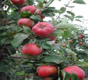 FOU- prosjekt langtidslagring av eple I samarbeid med Obstbauversuchsanstalt Esteburg i Jork i Tyskland, Høgskolen i Telemark, Frukt i fokus og Norsk Landbruksrådgiving Østafjells, har Telefrukt AS