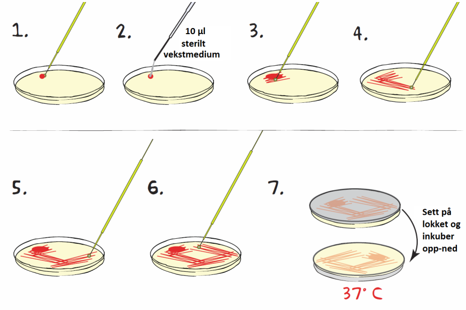 12. Pipetter 5 ml LB/Amp/IPTG-agarmedium i hver av de 10 små petriskålene merket med to striper. Husk å bruke en ren 10 ml pipette! 13.