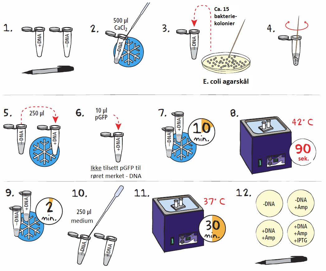 Utførelse Laboratoriesikkerhet Bruk hansker og vask hendene godt med såpe og vann etter å ha jobbet i laboratoriet. Transformasjon av E. coli med pgfp 1.
