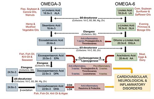 Figur 3: Illustrasjon av kjemiske strukturer til og desaturasjon og forlengelse av omega-3 og omega-6 essensielle fettsyrer og enzymene involvert i de ulike prosessene (25)