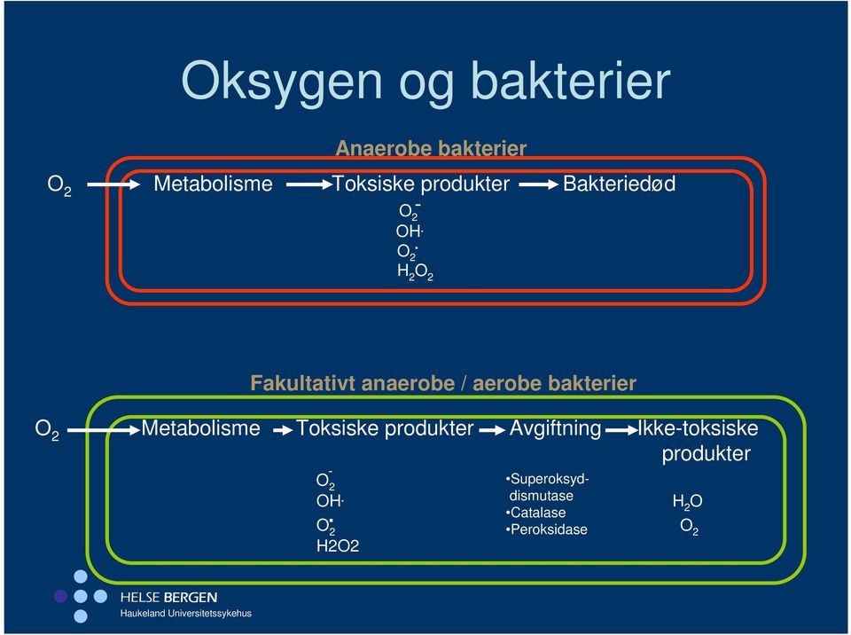 . O 2 H 2 O 2 Fakultativt anaerobe / aerobe bakterier O 2 Metabolisme