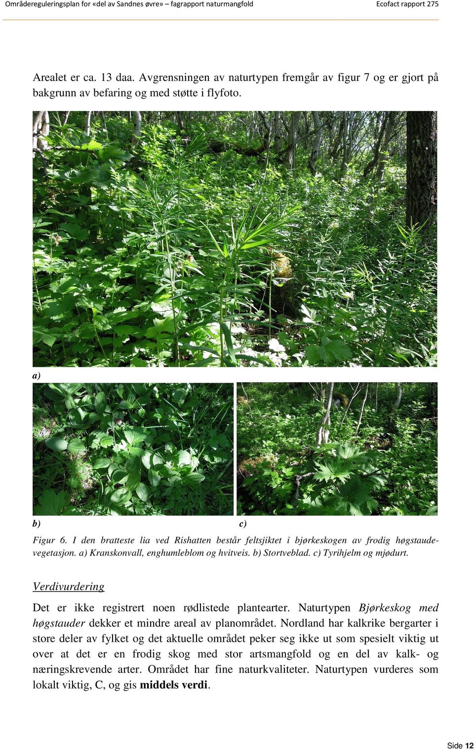 I den bratteste lia ved Rishatten består feltsjiktet i bjørkeskogen av frodig høgstaudevegetasjon. a) Kranskonvall, enghumleblom og hvitveis. b) Stortveblad. c) Tyrihjelm og mjødurt.