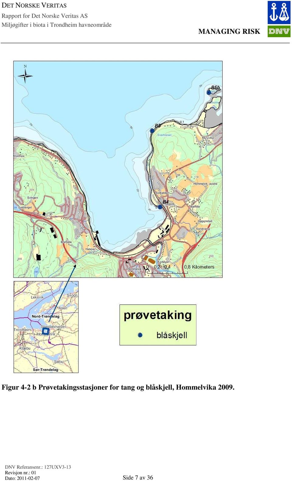 tang og blåskjell,