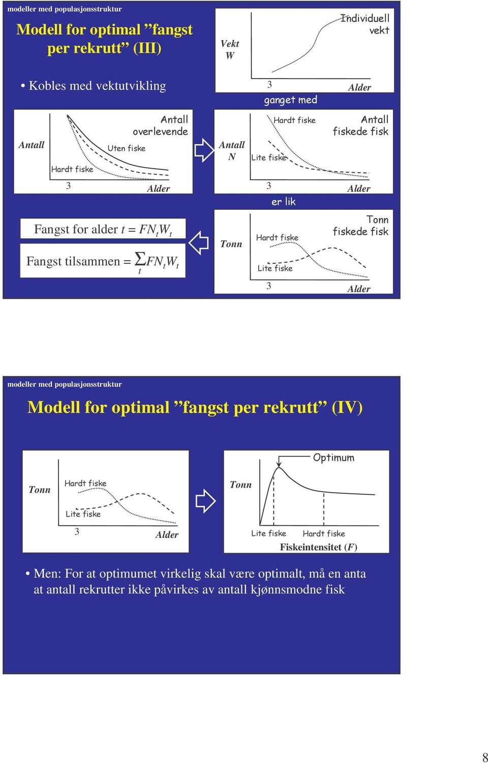 3 Alder modeller med populasjonsstruktur Modell for optimal fangst per rekrutt (IV) ( Tonn - Tonn. 3 Alder.